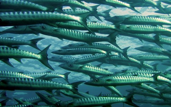 The accidental privatisation of marine life