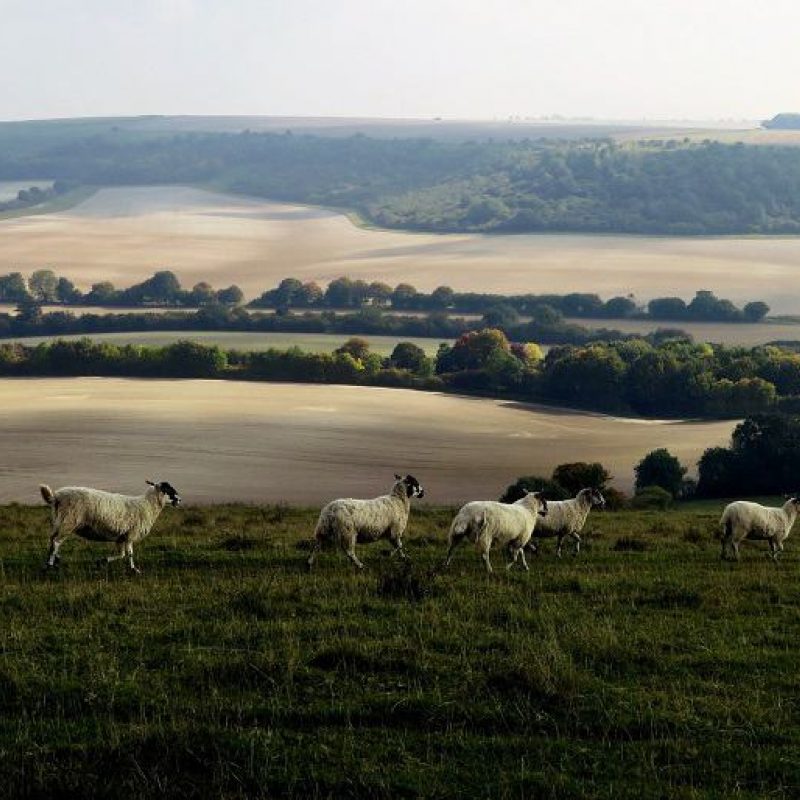 Labour land reforms: our Head of Housing & Land responds