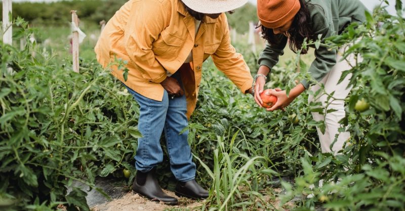 The UK food system after Brexit