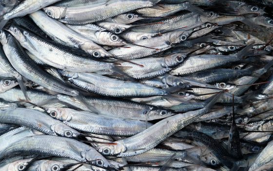 Landing the blame: overfishing in the Baltic 2018